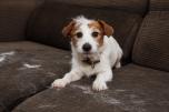 Dog shedding on couch